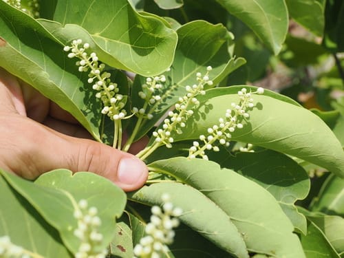 Terminalia melanocarpa (Black fruit) — photo