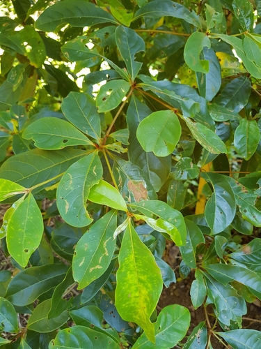 Terminalia microcarpa