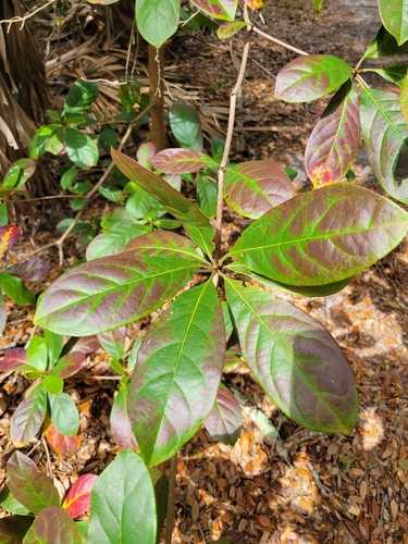 Terminalia muelleri (Mueller’s damson) — photo