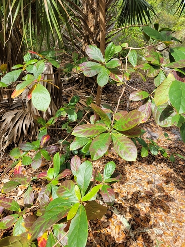Terminalia muelleri (Mueller’s damson) — photo