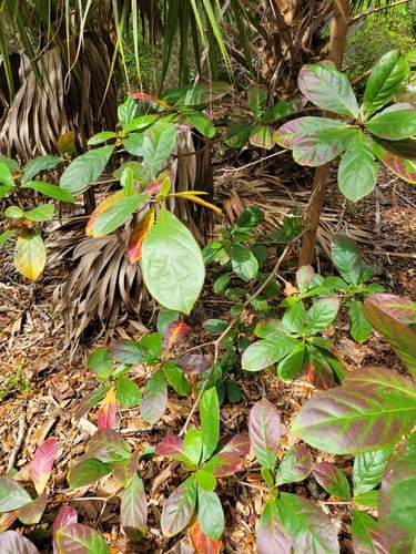 Terminalia muelleri