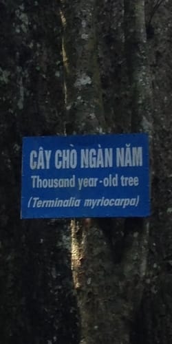 Terminalia myriocarpa (East Indian almond) — photo
