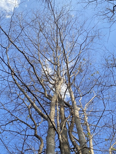 Terminalia nigrovenulosa (Kheeaai) — photo