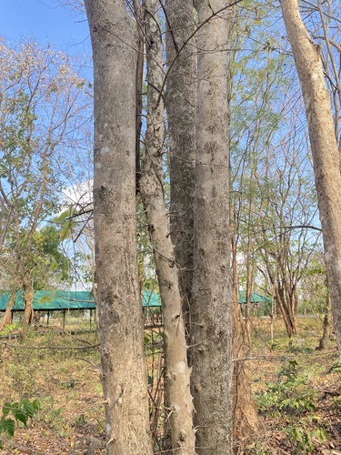 Terminalia nigrovenulosa (Kheeaai) — photo
