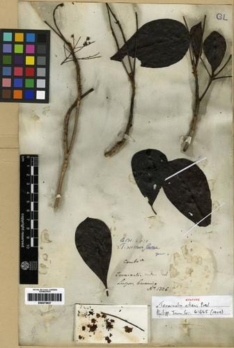 Terminalia nitens (Sakat) — photo