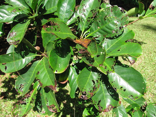 Terminalia nitens