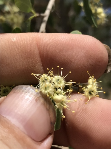Terminalia oblongata subsp. volucris (Wild peanut) — photo