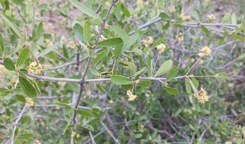 Terminalia oblongata subsp. volucris (Wild peanut) — photo