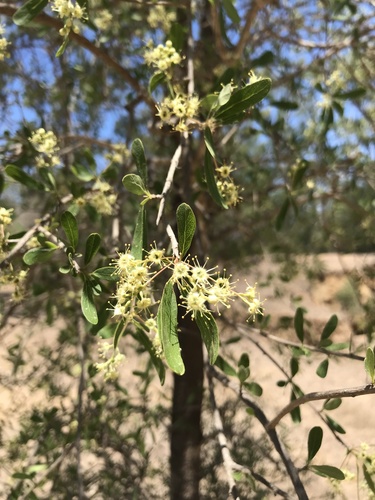 Terminalia oblongata subsp. volucris