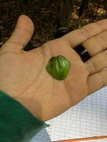 Terminalia oxycarpa — photo