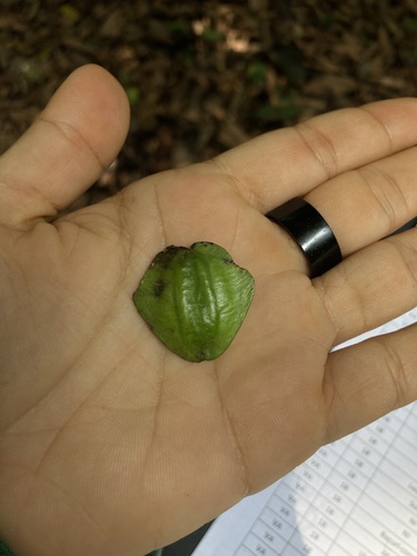 Terminalia oxycarpa
