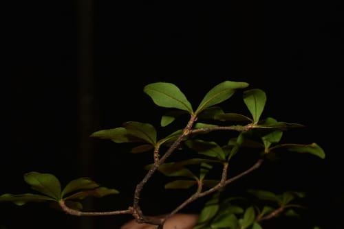 Terminalia parvifolia (Smallleaf buchenavia) — photo