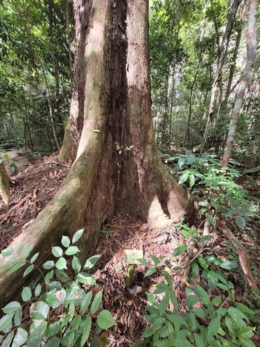 Terminalia parvifolia