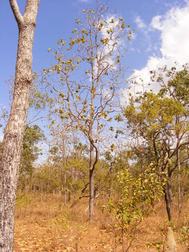 Terminalia platyphylla (Wild plum) — photo
