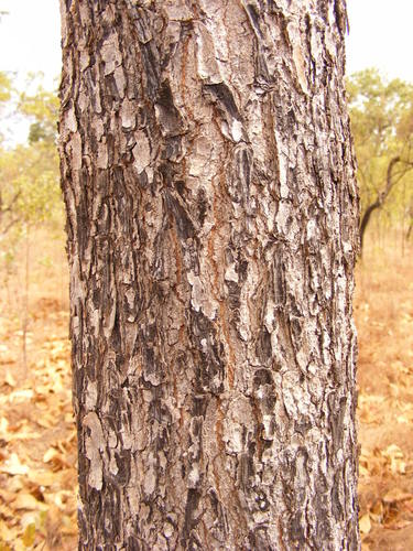 Terminalia platyphylla (Wild plum) — photo
