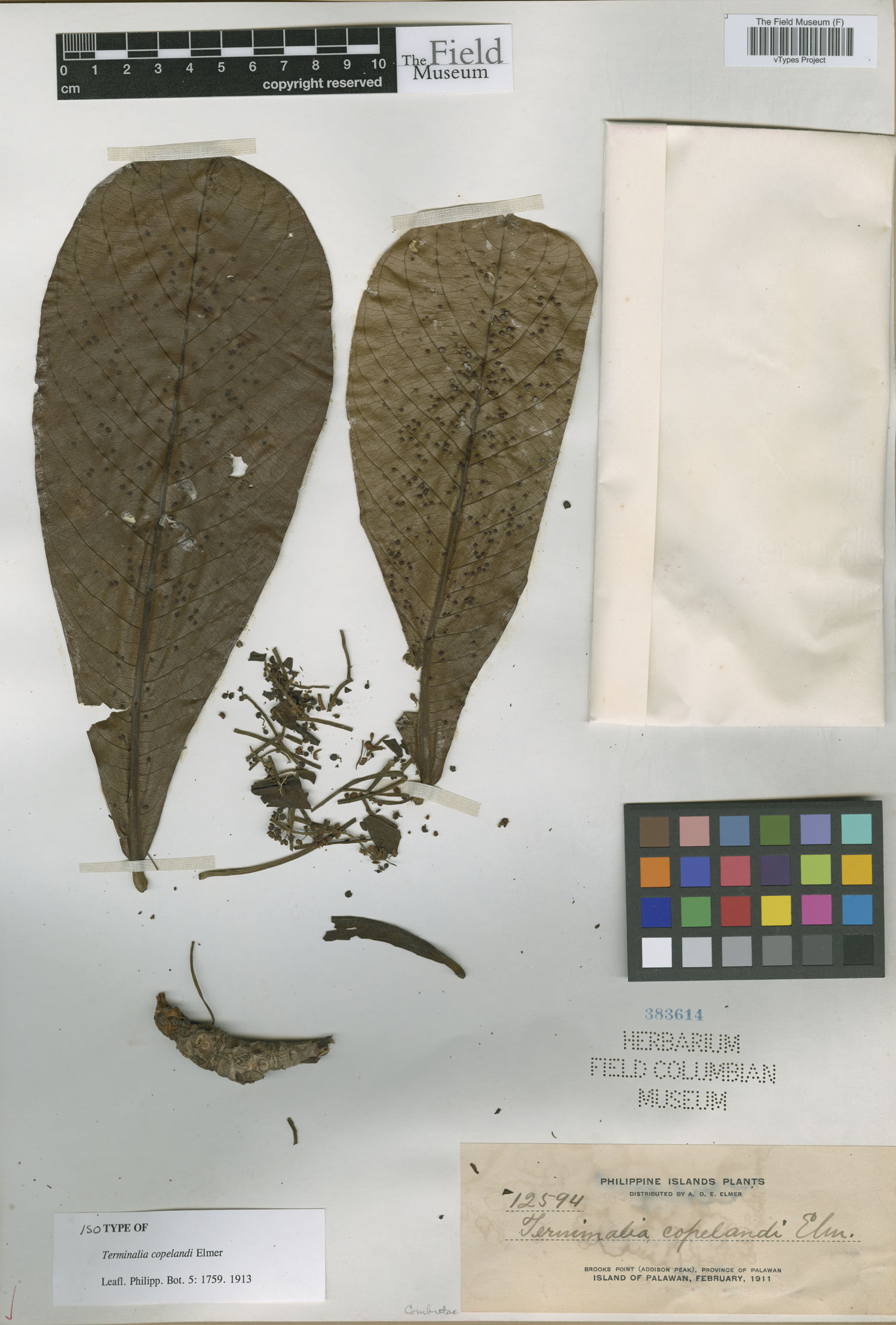 Terminalia procera — photo