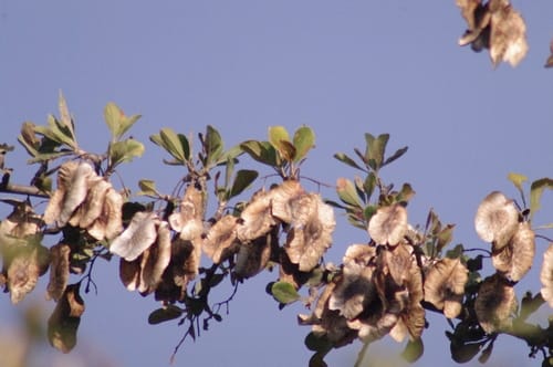 Terminalia prunioides (Lowveld terminalia) — photo