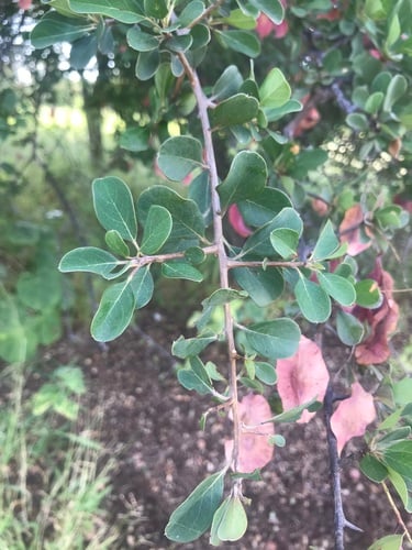 Terminalia prunioides