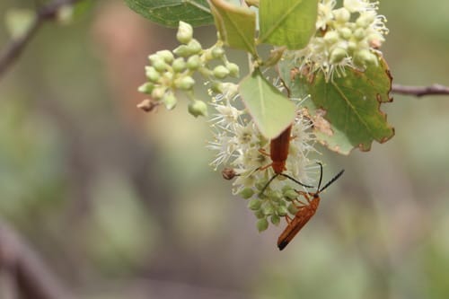 Terminalia pterocarya (Lumpung) — photo