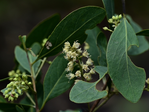 Terminalia pterocarya