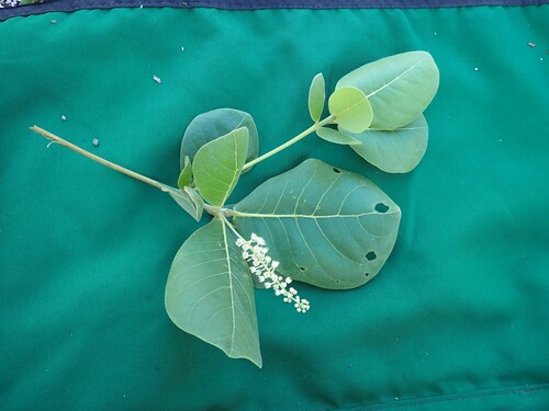 Terminalia samoensis (Talie) — photo