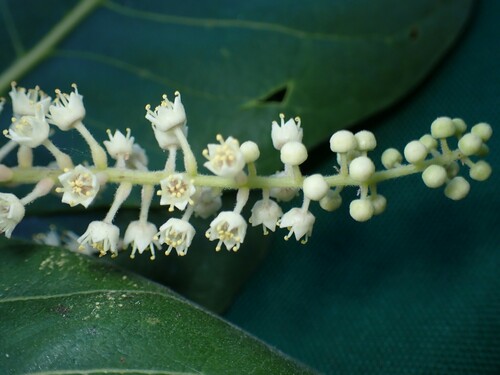 Terminalia samoensis (Talie) — photo