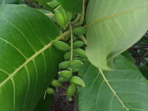 Terminalia samoensis
