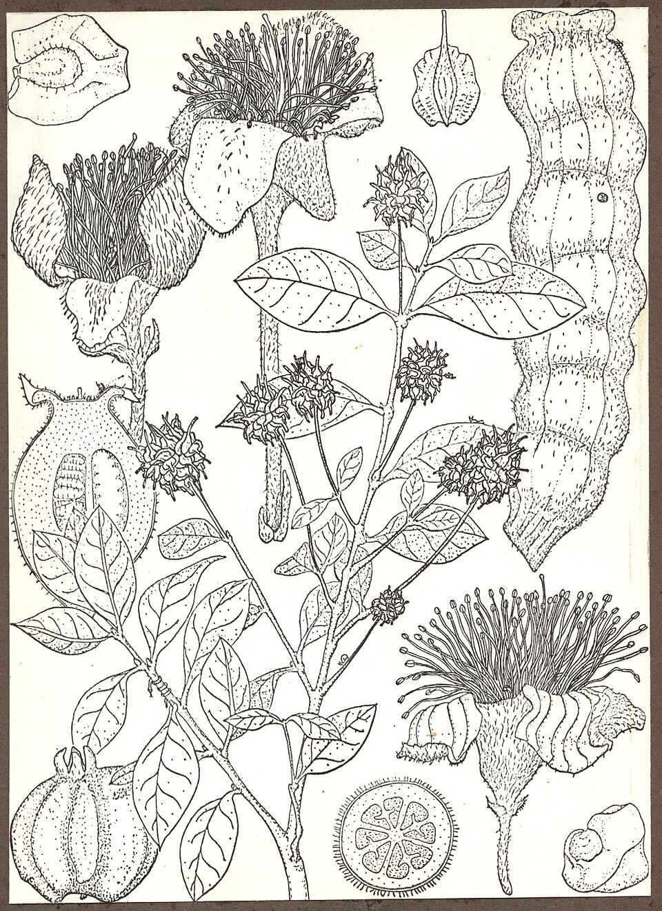 Terminalia sepicana