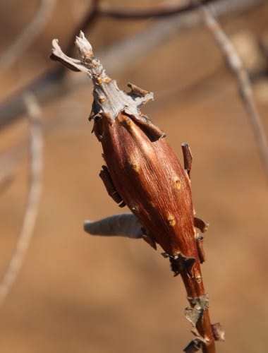 Terminalia sericea (Silver terminalia) — photo