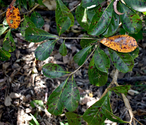 Terminalia sericocarpa (Damson) — photo