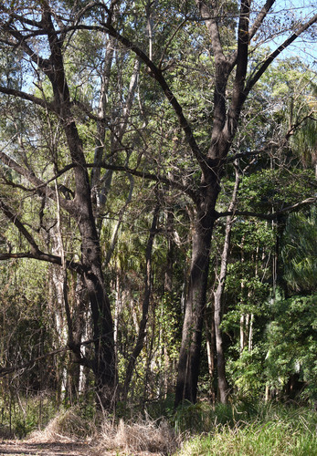 Terminalia sericocarpa