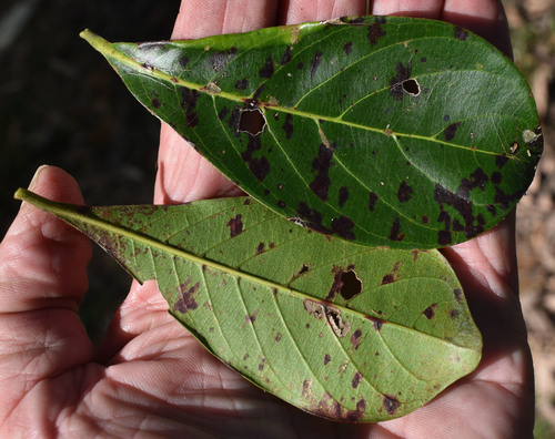 Terminalia sericocarpa (Damson) — photo