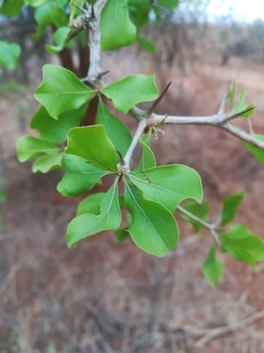Terminalia spinosa — photo