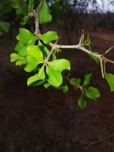 Terminalia spinosa — photo