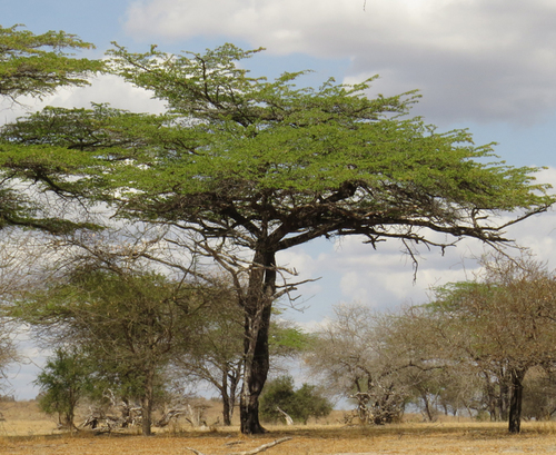 Terminalia spinosa