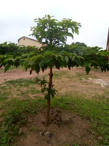 Terminalia superba (White afara tree) — photo