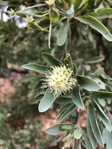 Terminalia supranitifolia