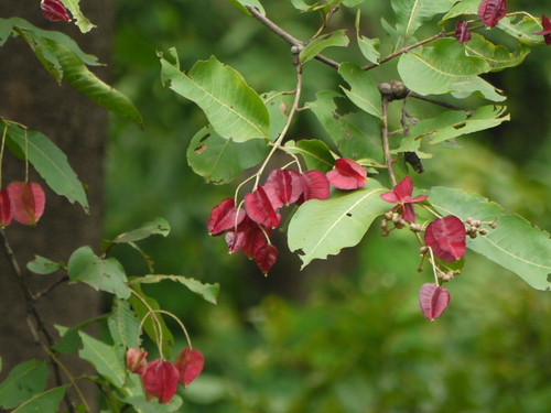 Terminalia tomentosa (Saj) — photo