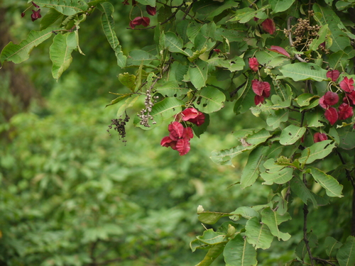 Terminalia tomentosa (Saj) — photo