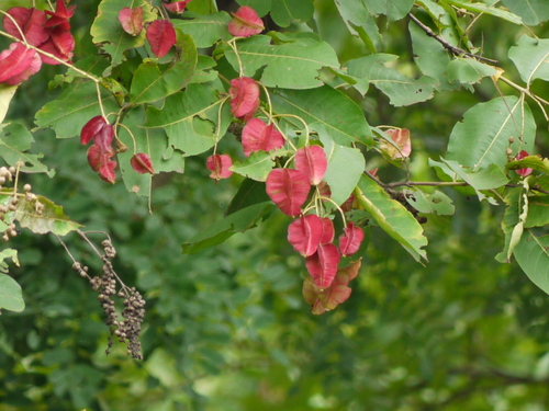 Terminalia tomentosa