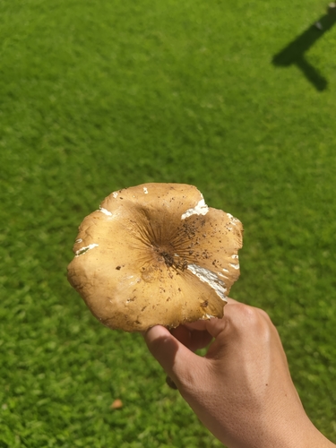 Termitomyces aurantiacus
