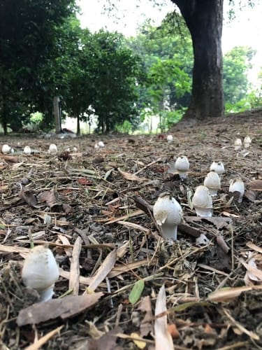 Termitomyces heimii — photo