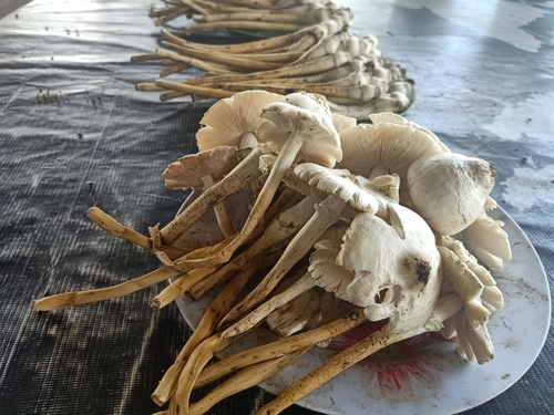 Termitomyces heimii