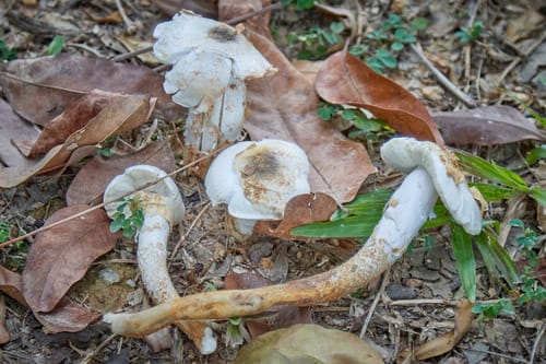 Termitomyces heimii — photo