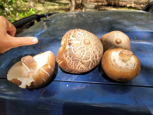Termitomyces le-testui
