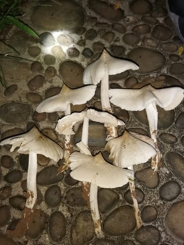 Termitomyces medius — photo