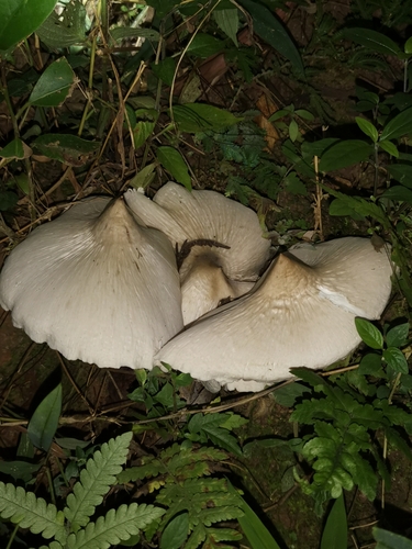 Termitomyces medius