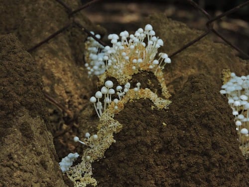 Termitomyces microcarpus (Termite mushroom) — photo