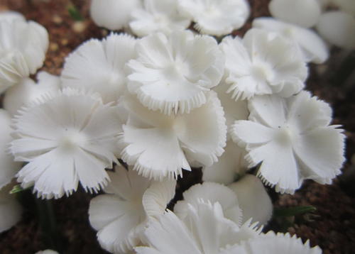 Termitomyces microcarpus