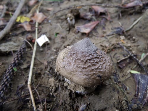 Termitomyces robustus — photo